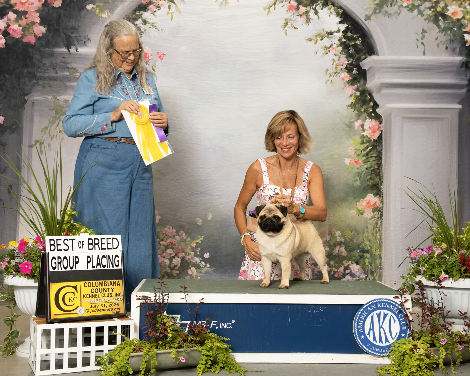 Photo of GALAXY FAR & BEYOND AURI CELESTIAL DREAM, a Fawn Pug.