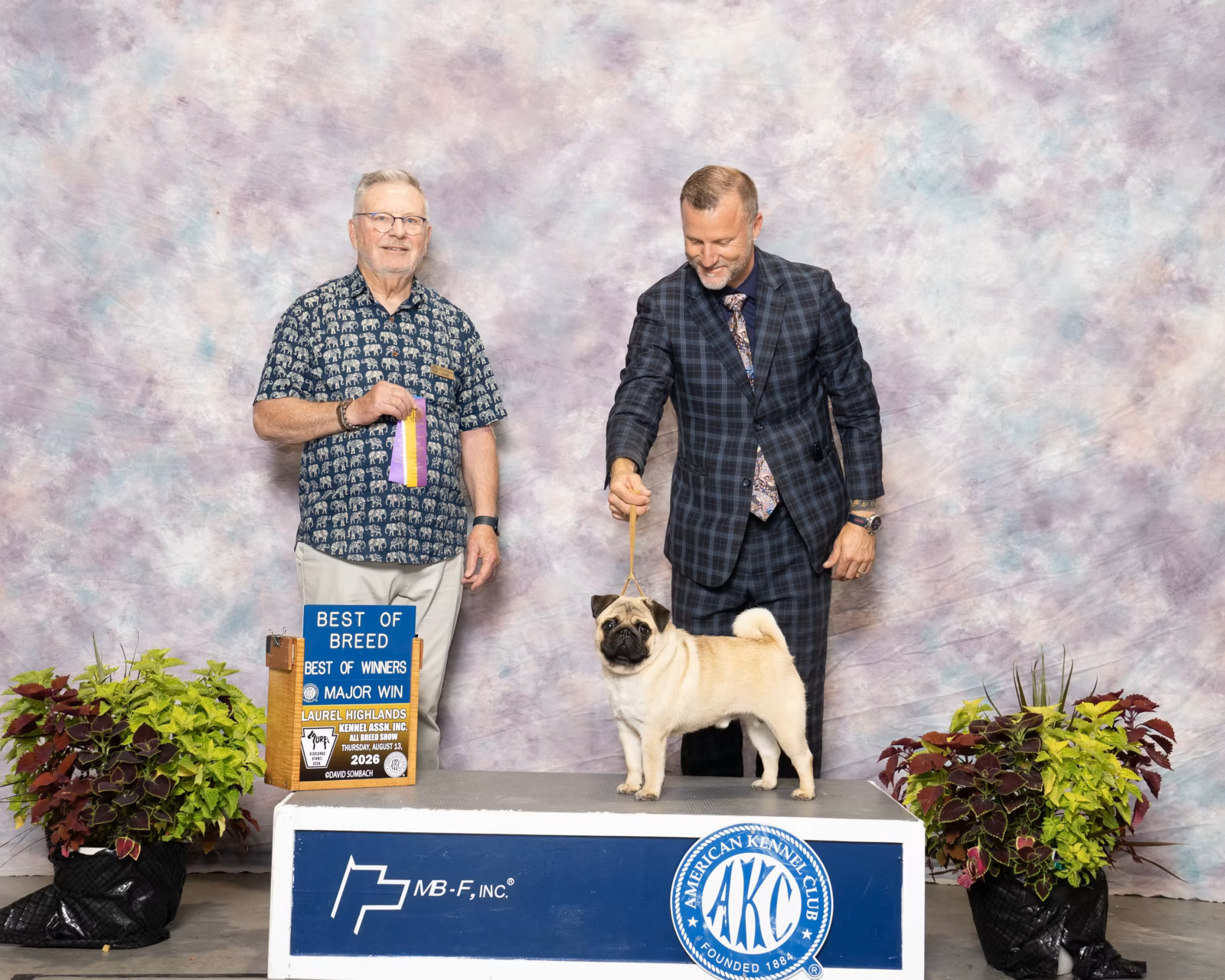 Photo of GALAXY FAR & BEYOND AURI CELESTIAL DREAM, a Fawn Pug.