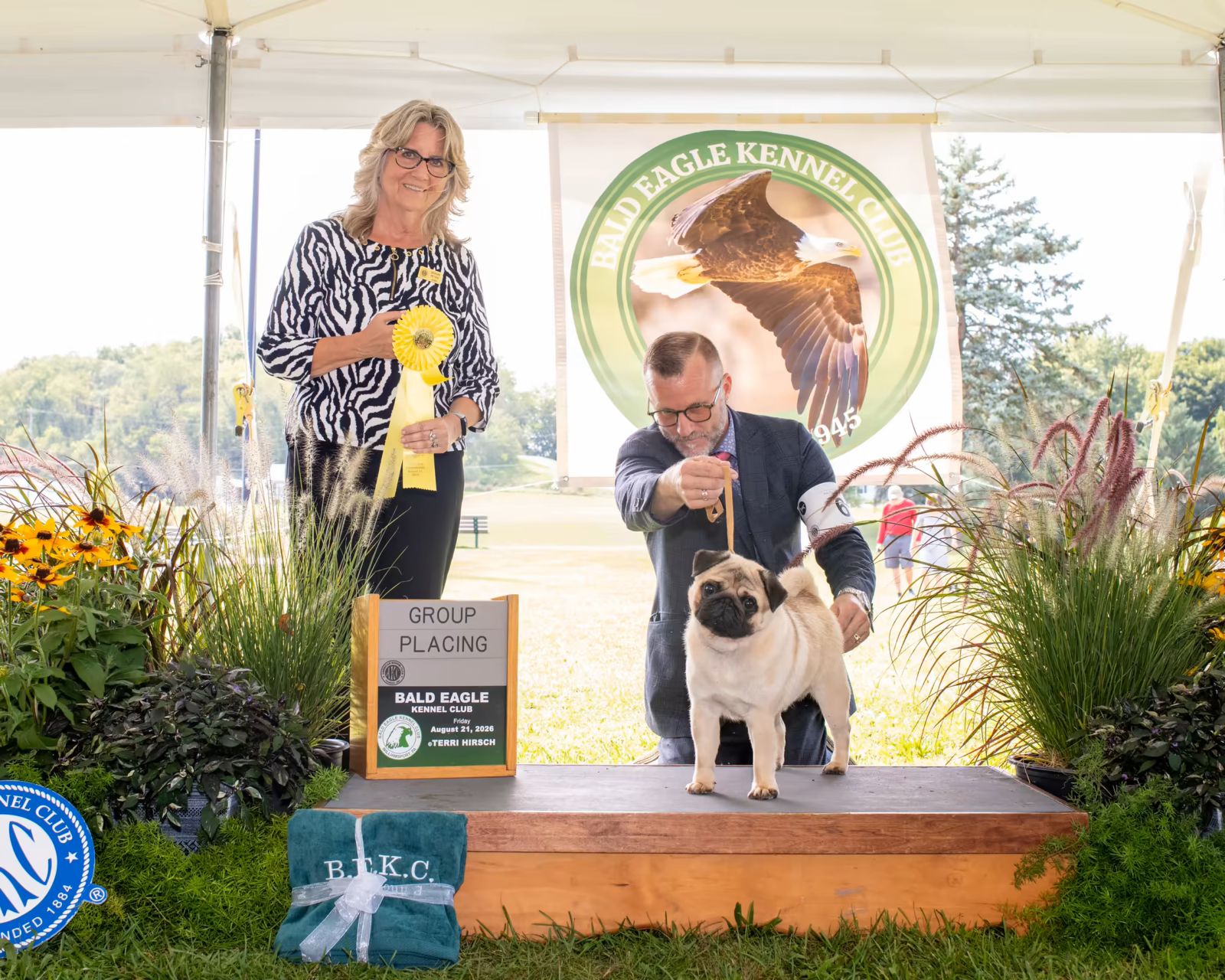 Photo of GALAXY FAR & BEYOND AURI CELESTIAL DREAM, a Fawn Pug.