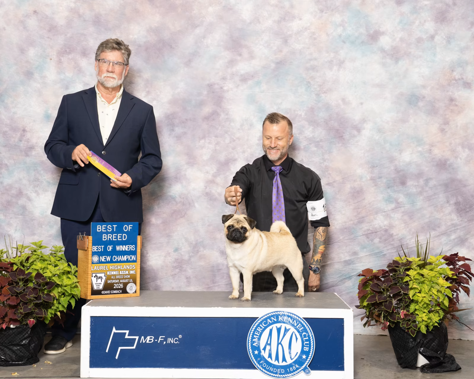 Photo of GALAXY FAR & BEYOND AURI CELESTIAL DREAM, a Fawn Pug.