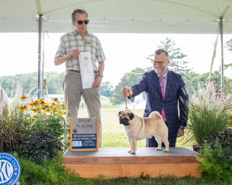 A WindShire Kennel Pug with handlers at a dog show