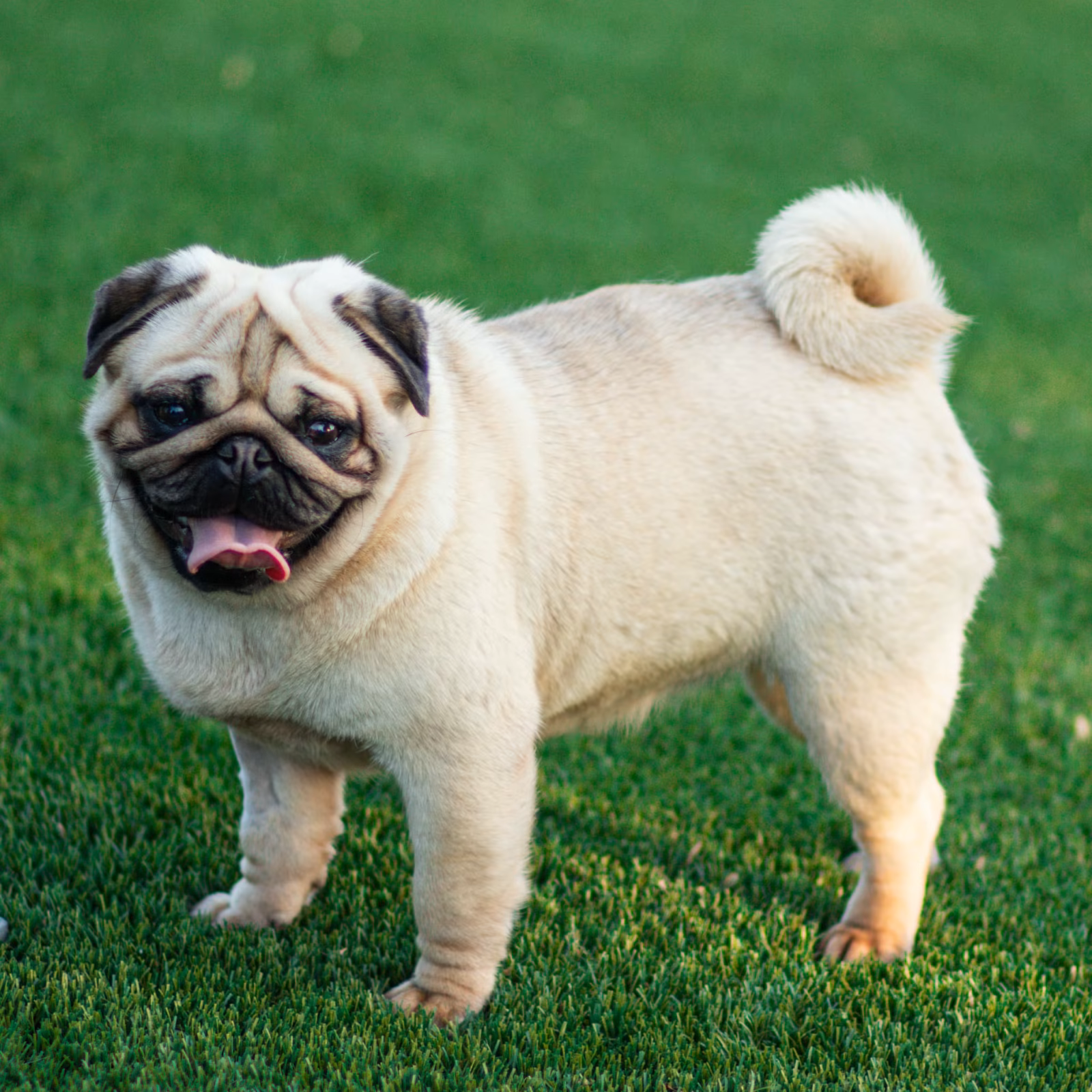 Photo of FUREVER’S WHISPERING BEAUTY, a Fawn Pug.