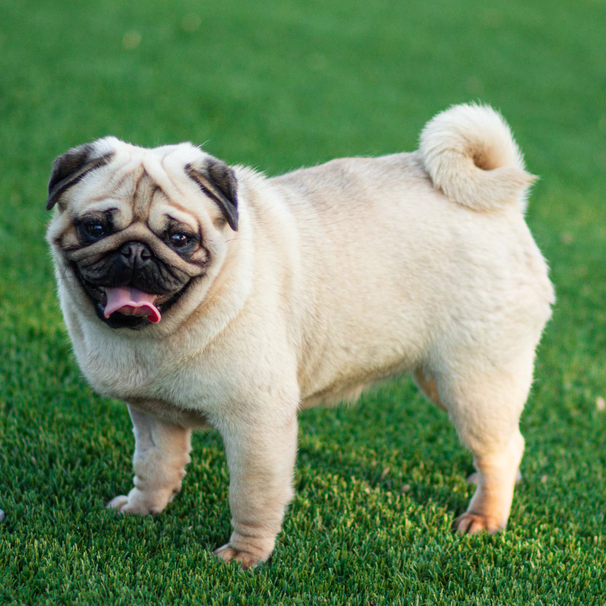 Beauty the Pug