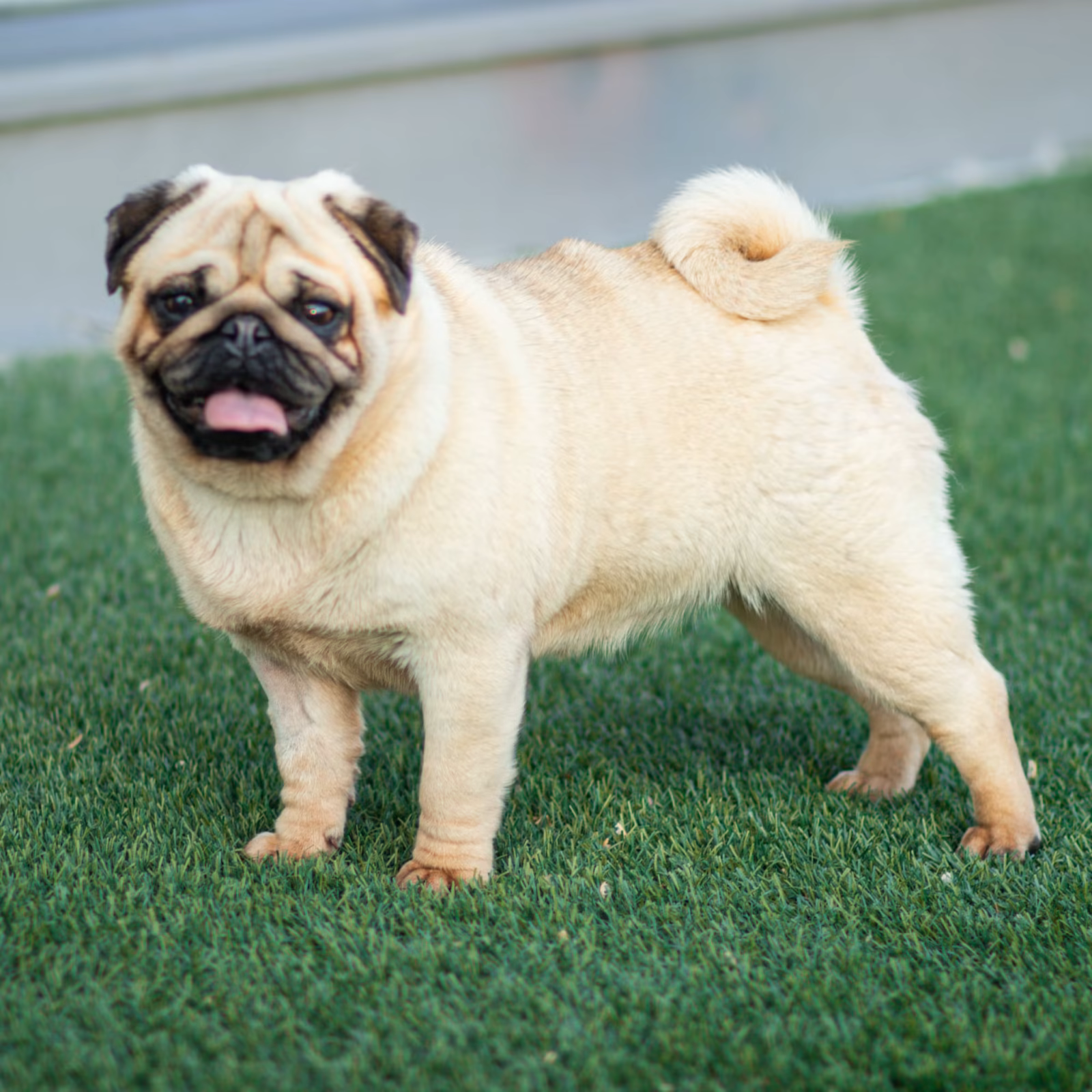 Photo of FUREVER’S WHISPERING BEAUTY, a Fawn Pug.