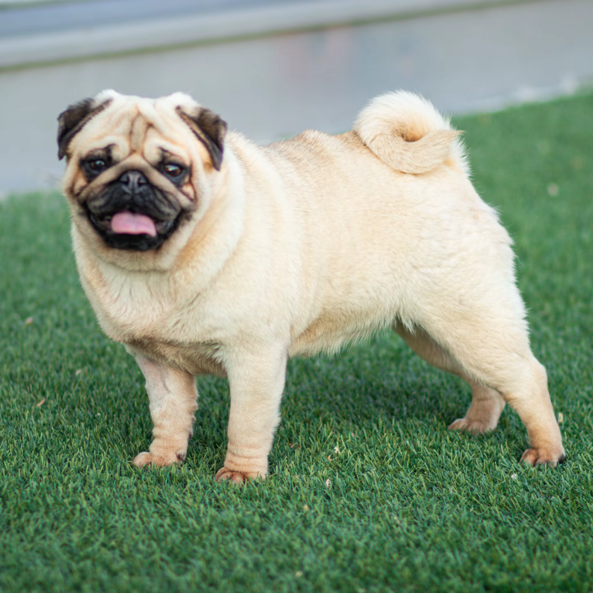 A fawn Pug at WindShire Kennel