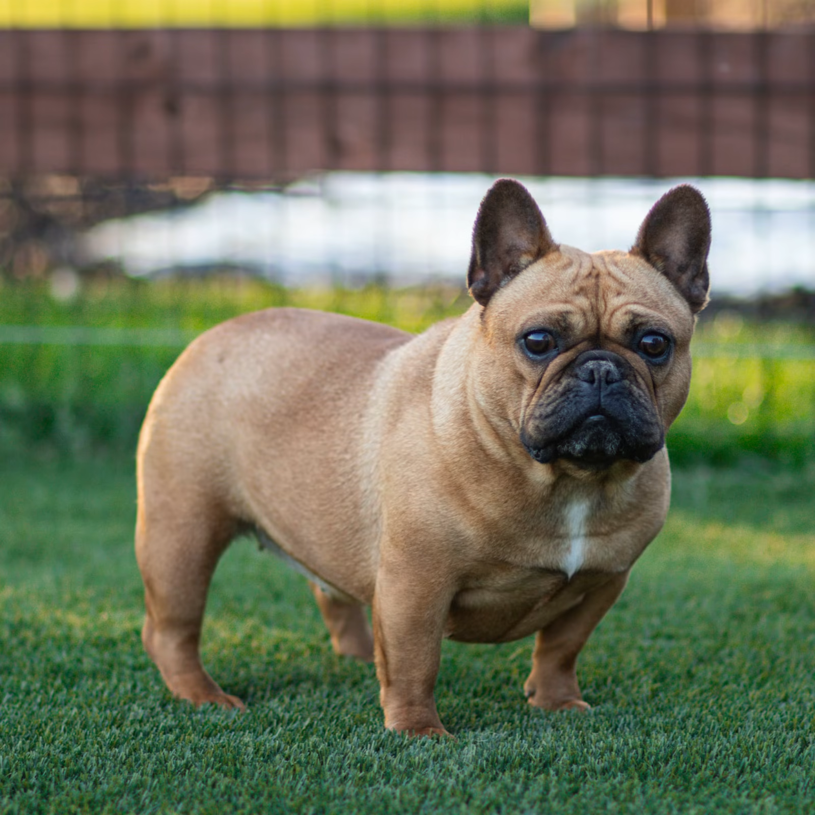 Photo of FUREVER BLISSFUL, a Red Fawn French Bulldog.