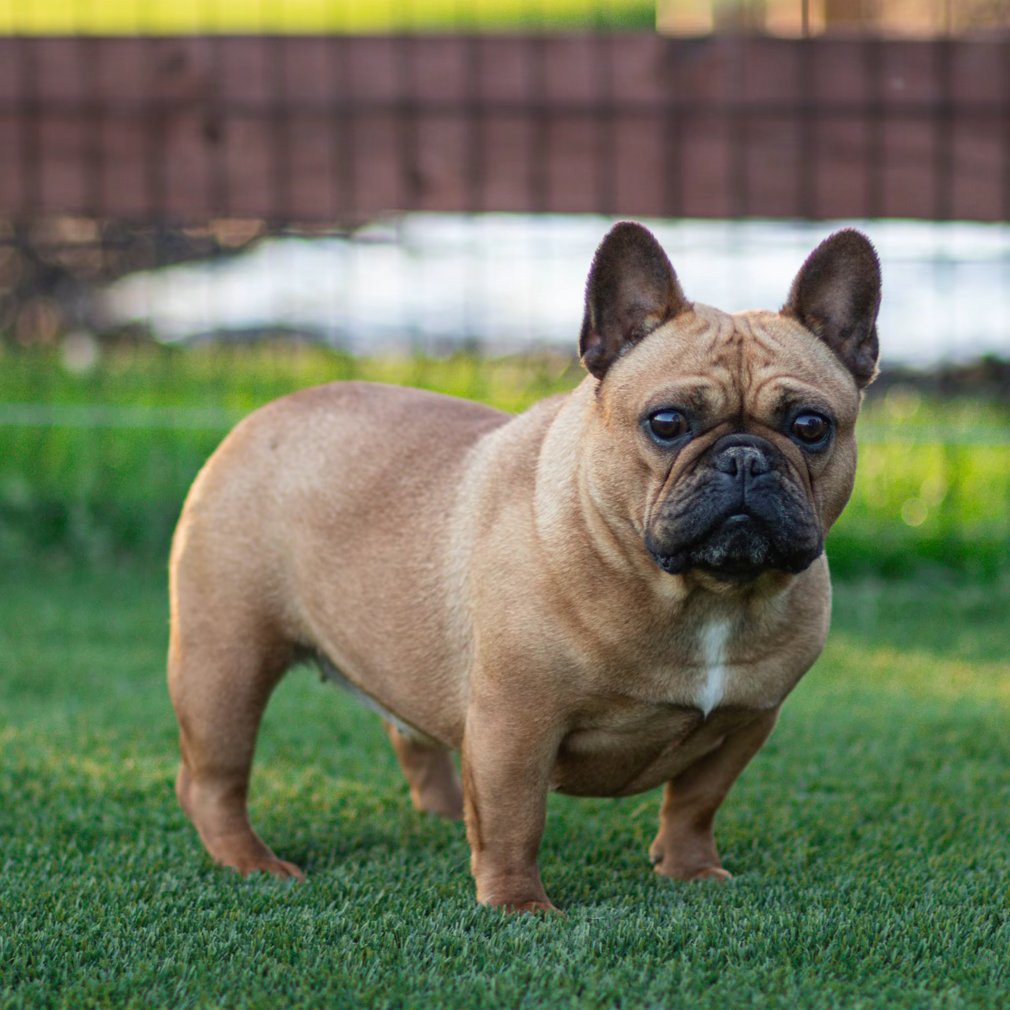 A red fawn French Bulldog at WindShire Kennel