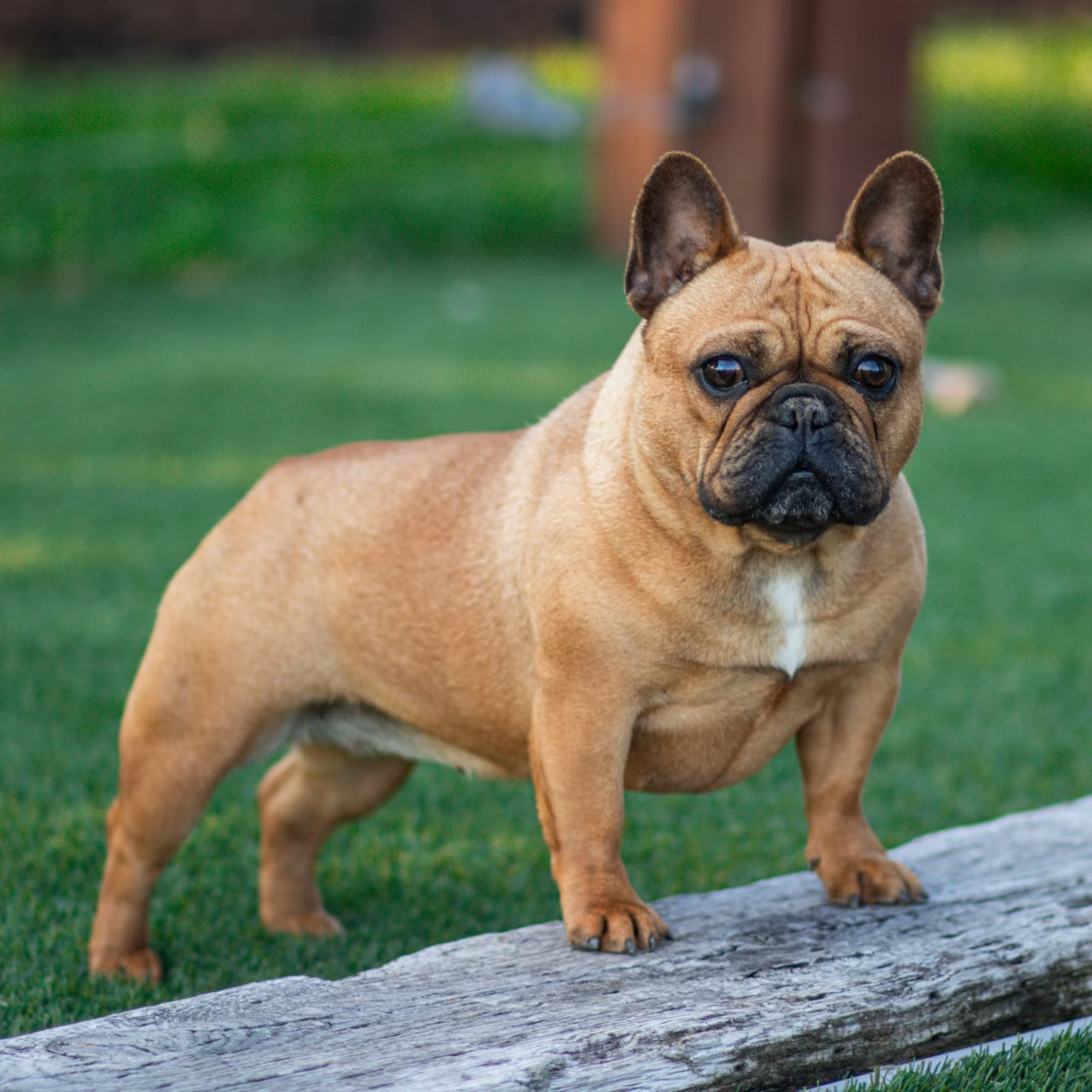 Photo of FUREVER BLISSFUL, a Red Fawn French Bulldog.