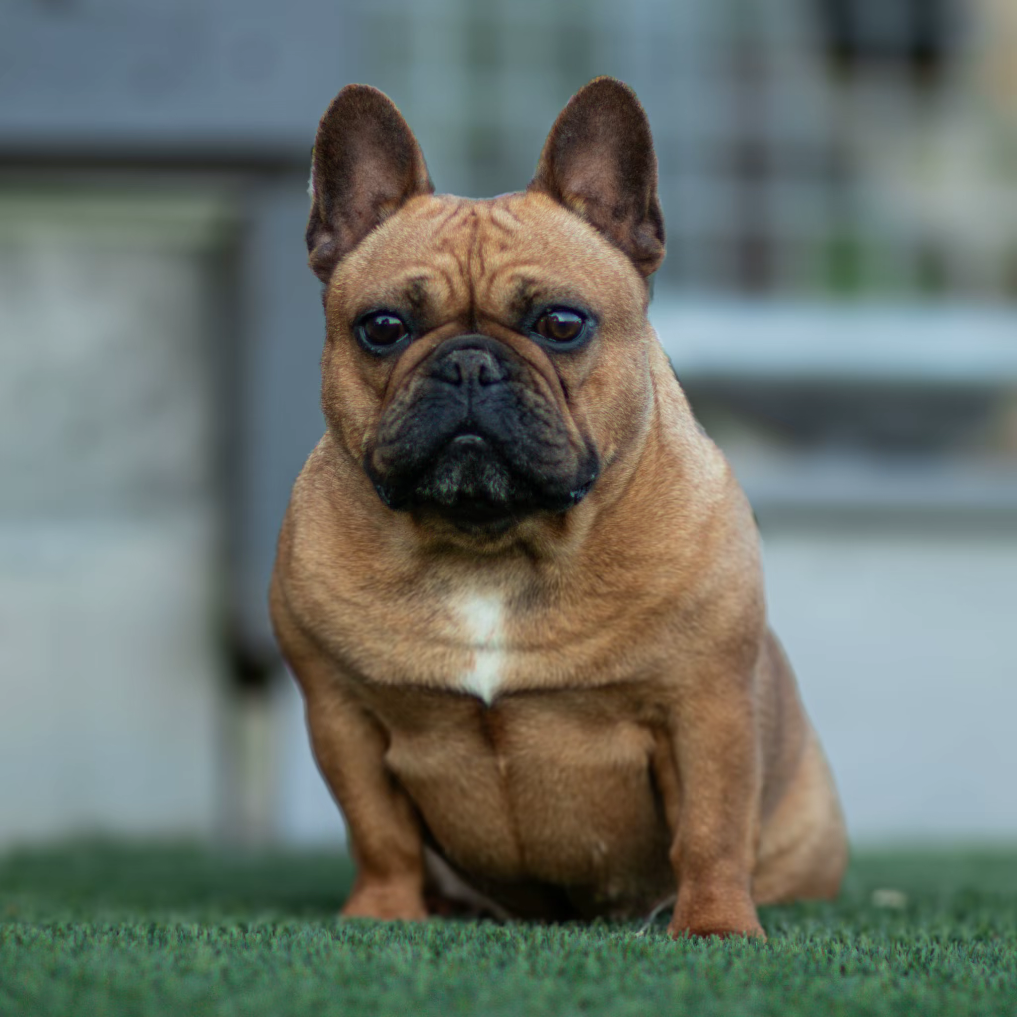 Bliss, a French Bulldog