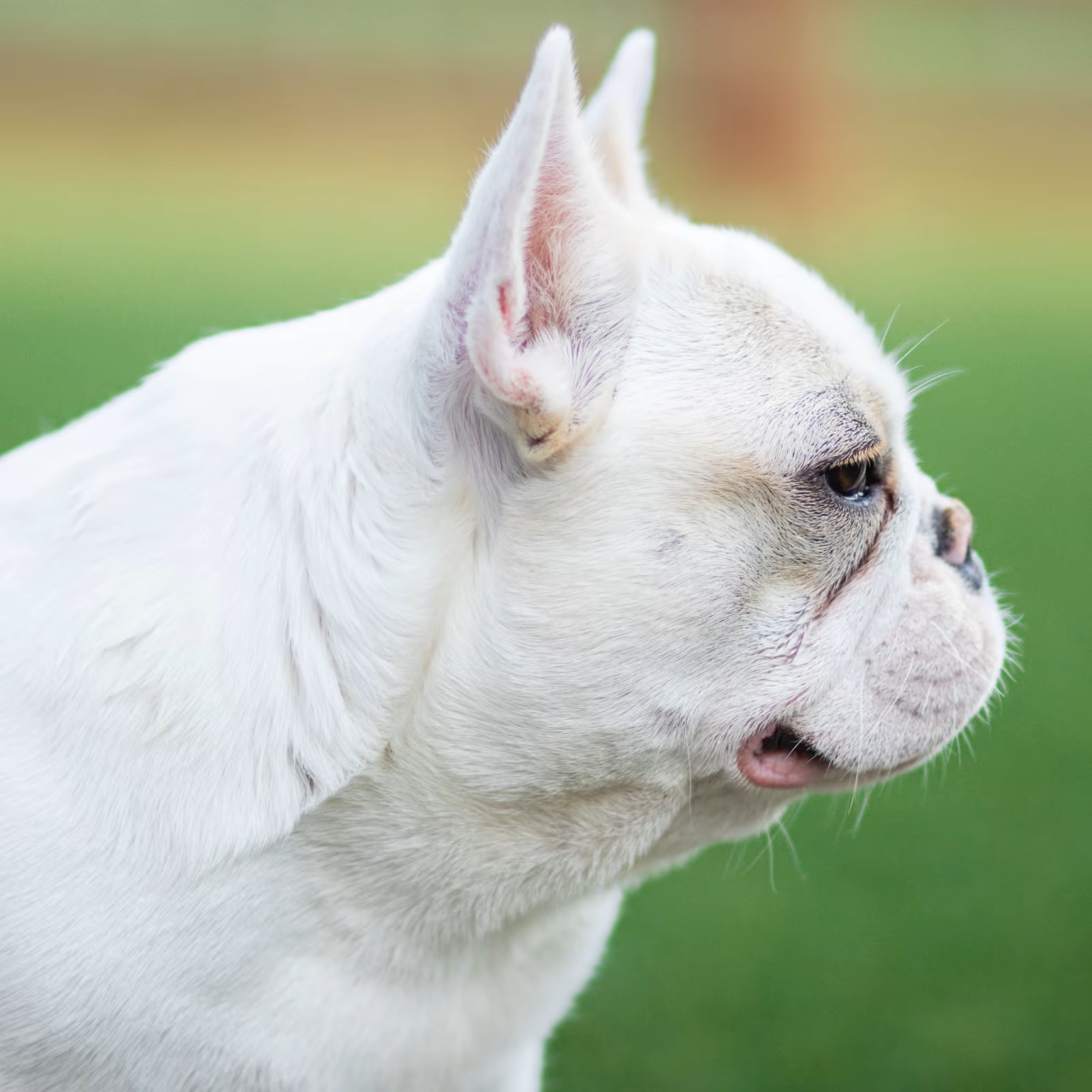 Photo of FUREVER CANINE CAREY’S MEANT TO BE, a Fawn Pied French Bulldog.