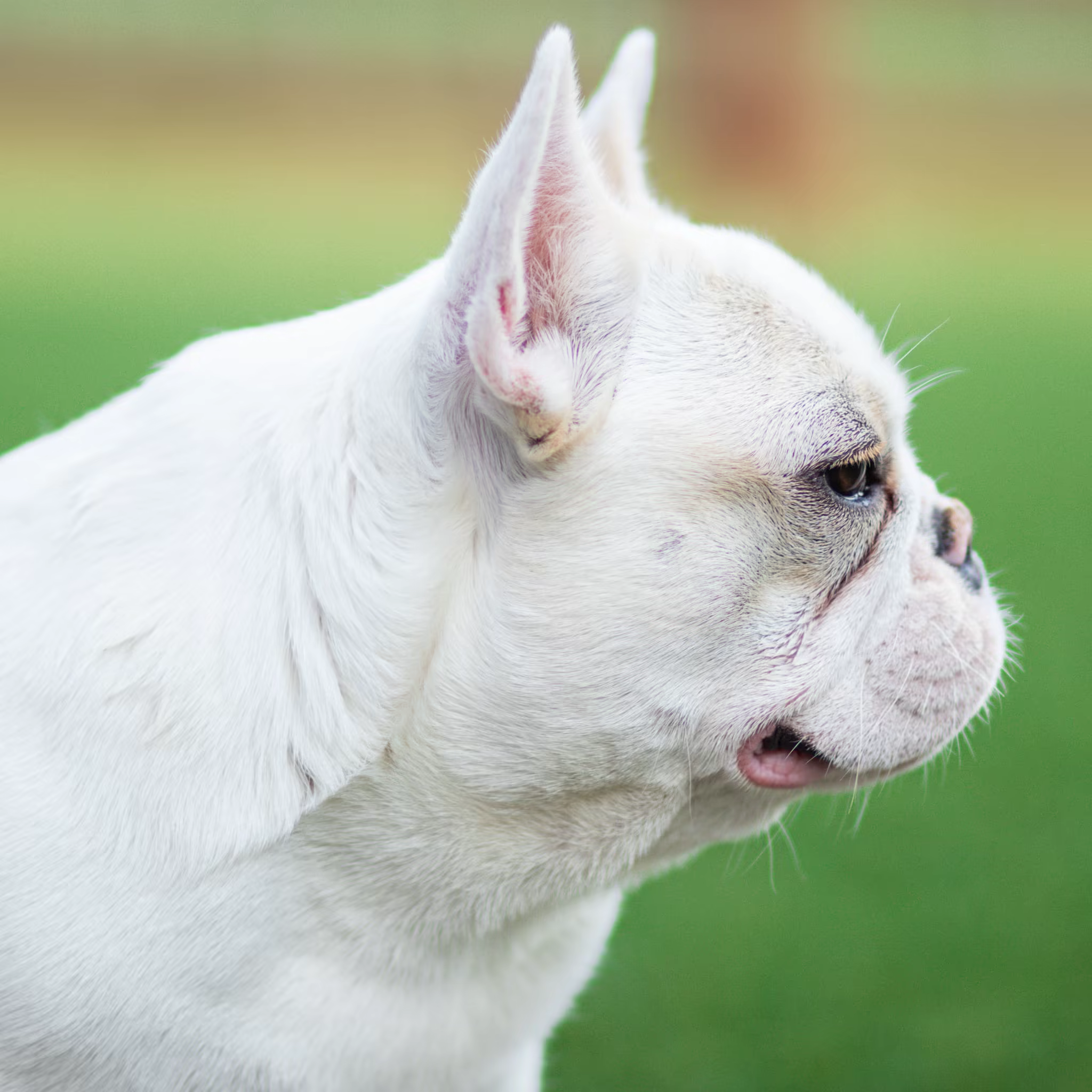 Carey as a puppy at WindShire Kennel