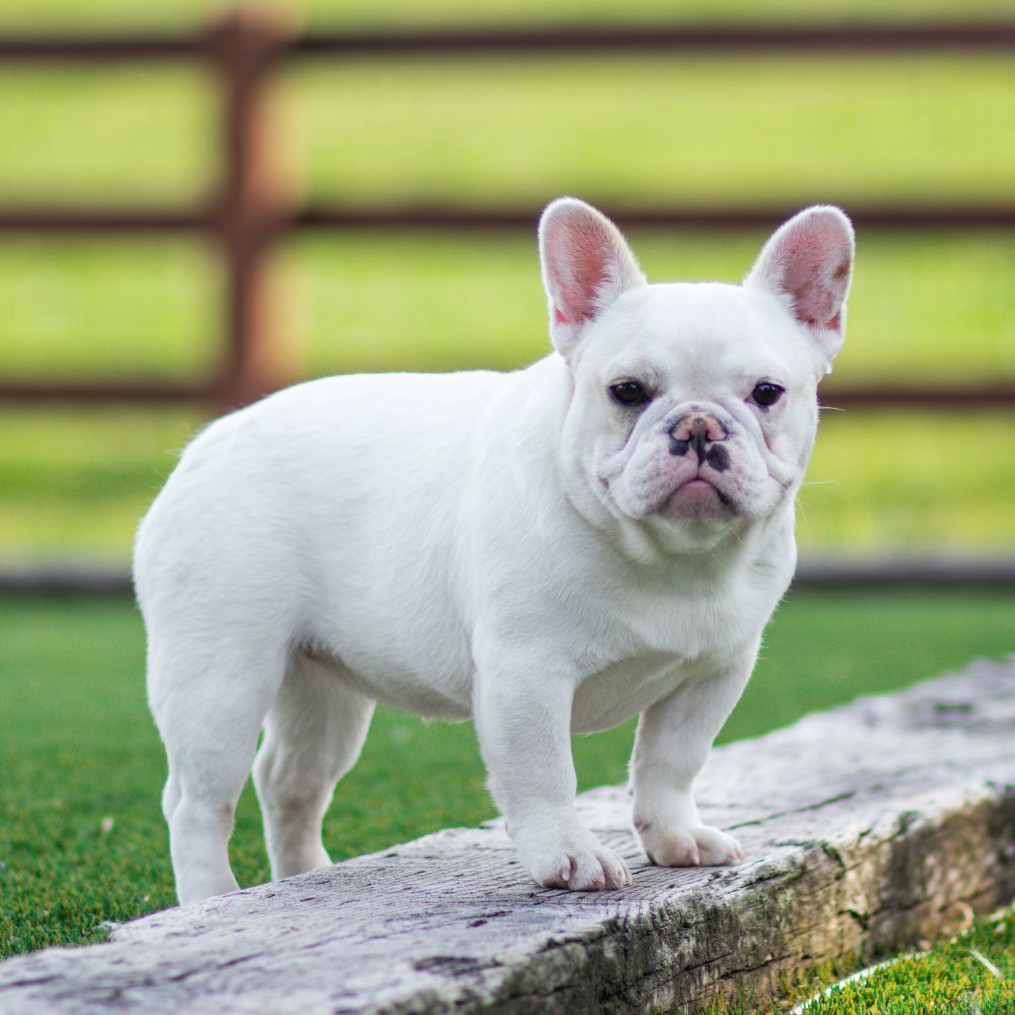 Carey the French Bulldog