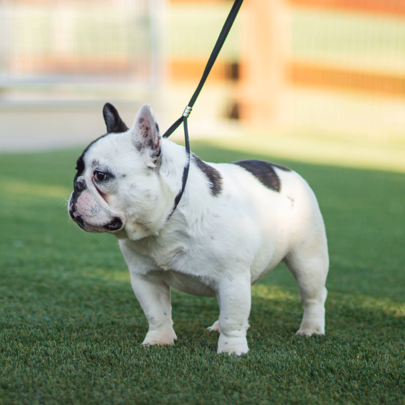 Photo of Cheryl, a Black and White Pied French Bulldog.