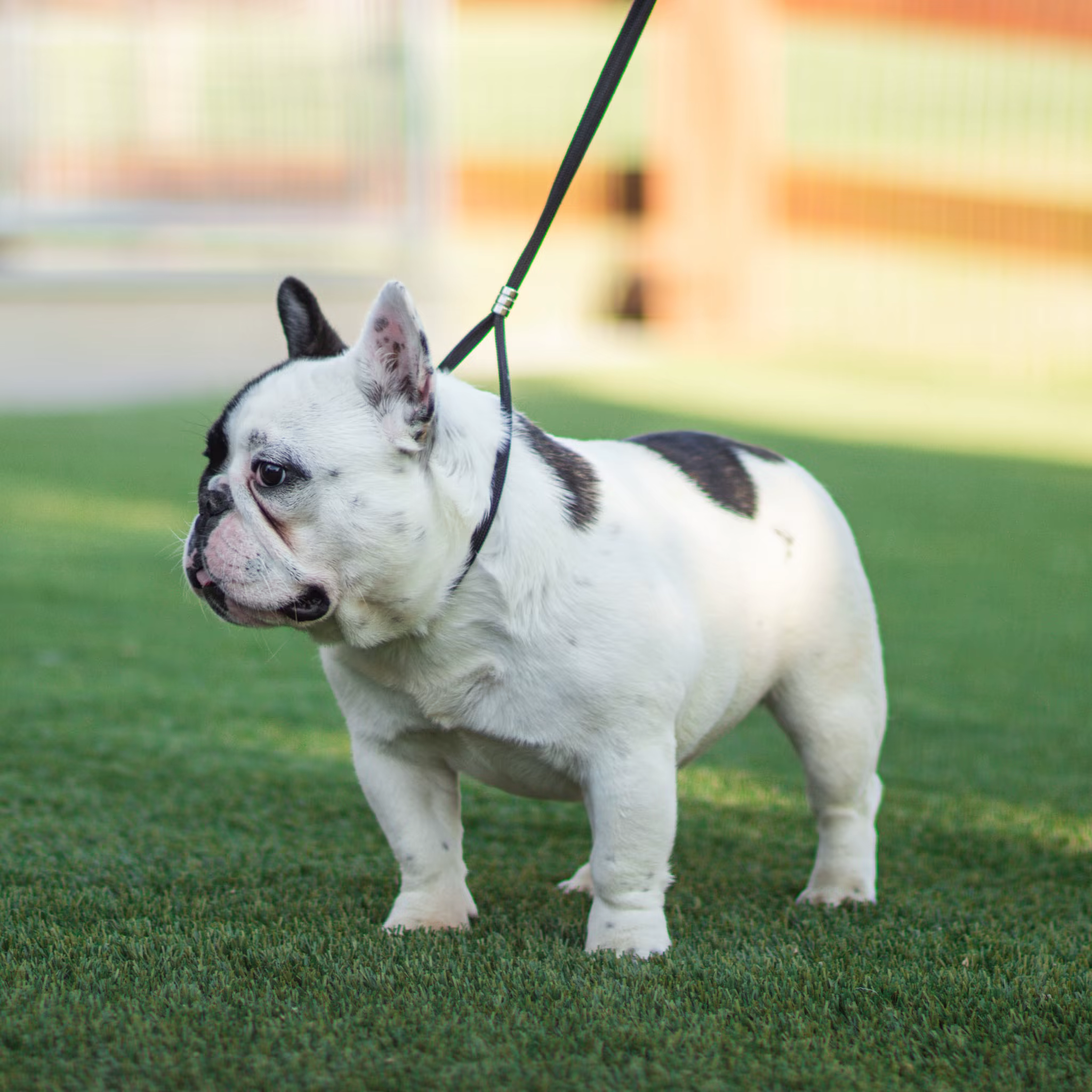 Cheryl as a puppy at WindShire Kennel