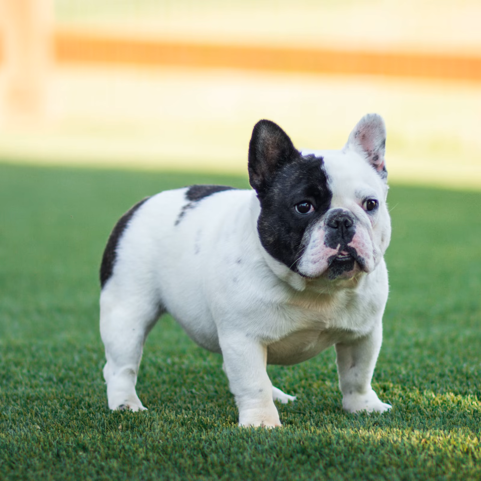 Photo of Cheryl, a Black and White Pied French Bulldog.
