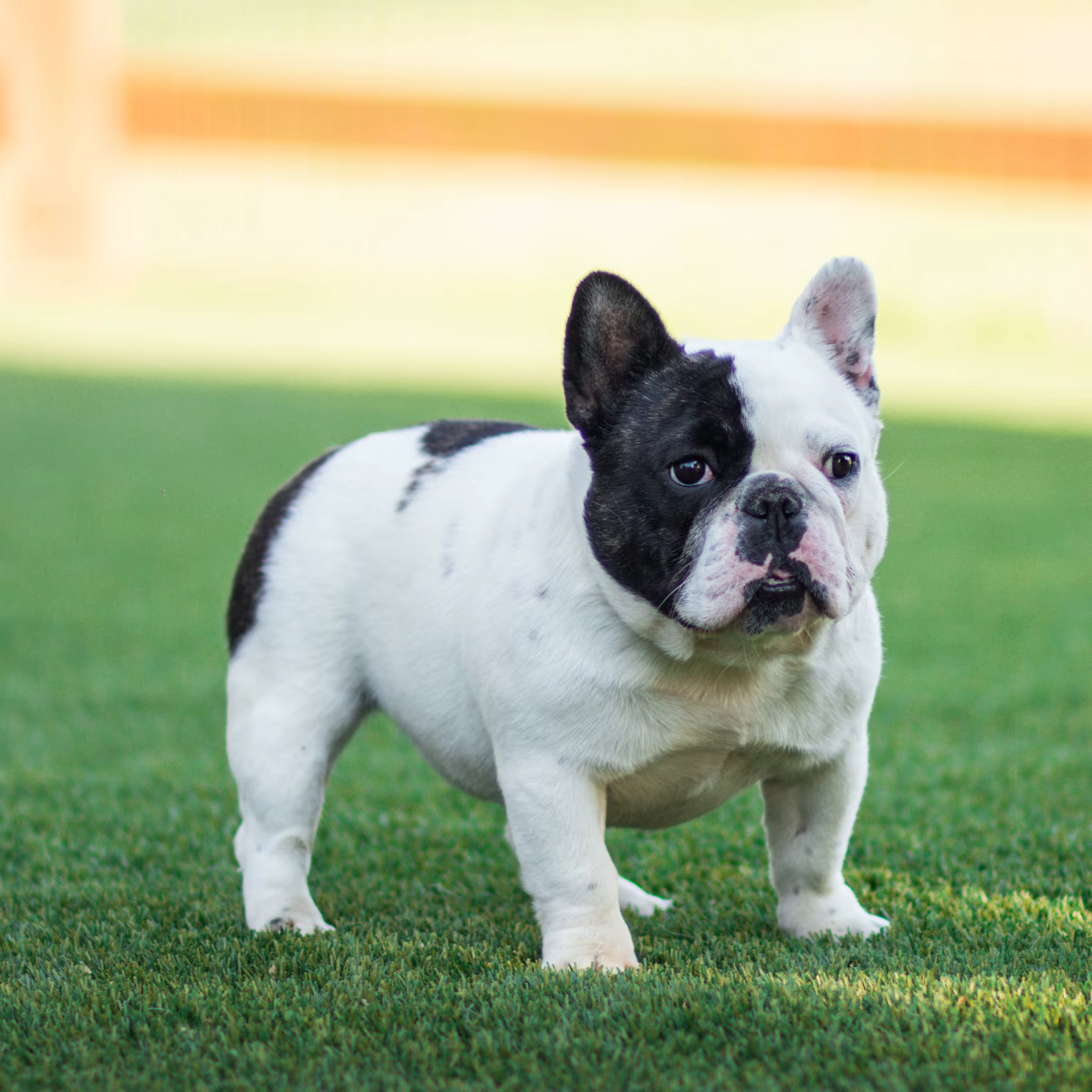 Cheryl at WindShire Kennel