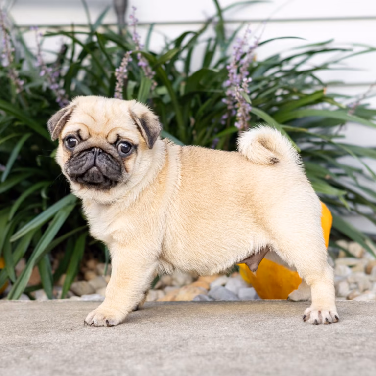 Edwin, a WindShire Kennel Pug puppy, standing outdoors