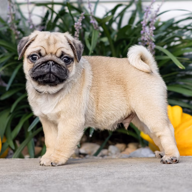 Emerson, a WindShire Kennel Pug puppy, standing outdoors