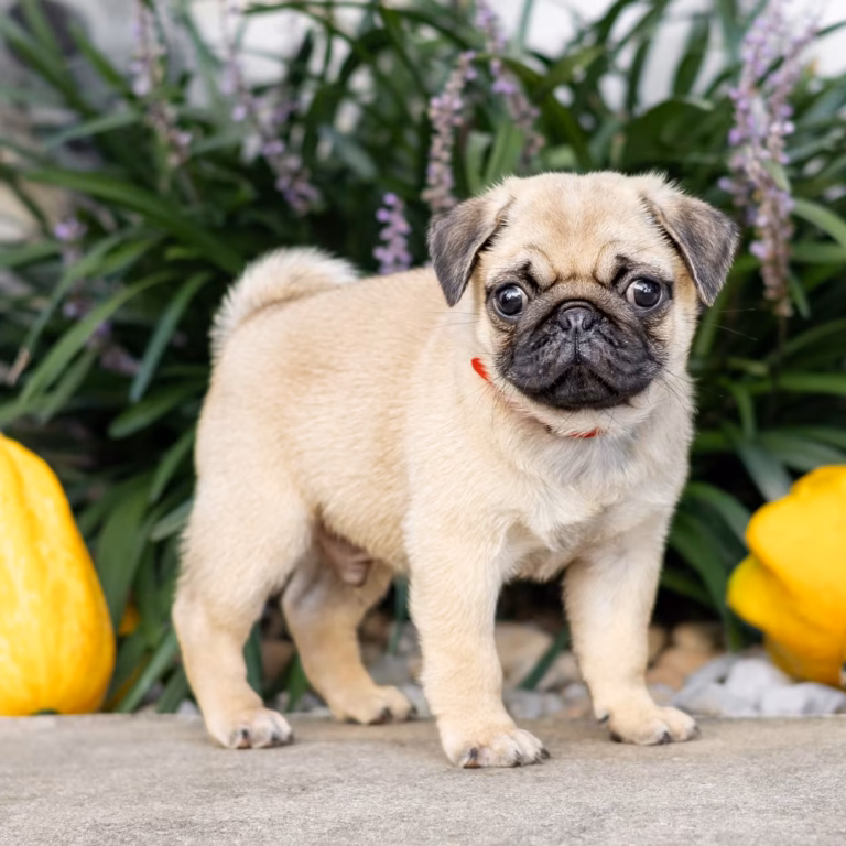 Ethan, a WindShire Kennel Pug puppy, standing outdoors