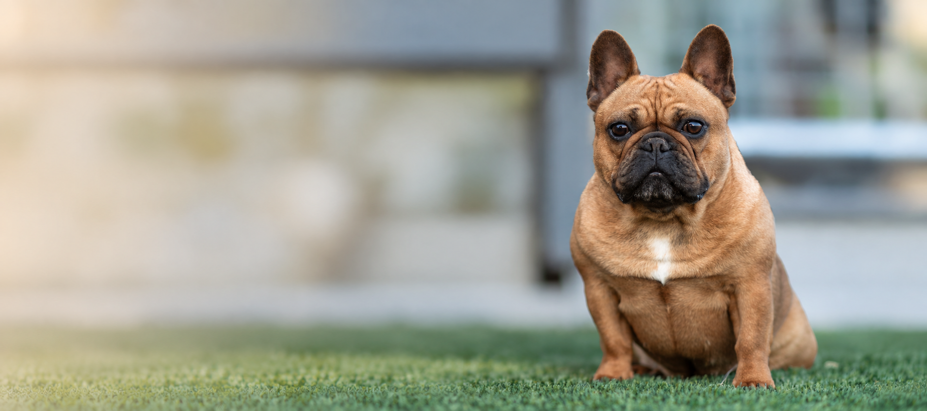 French Bulldog representing WindShire Kennel
