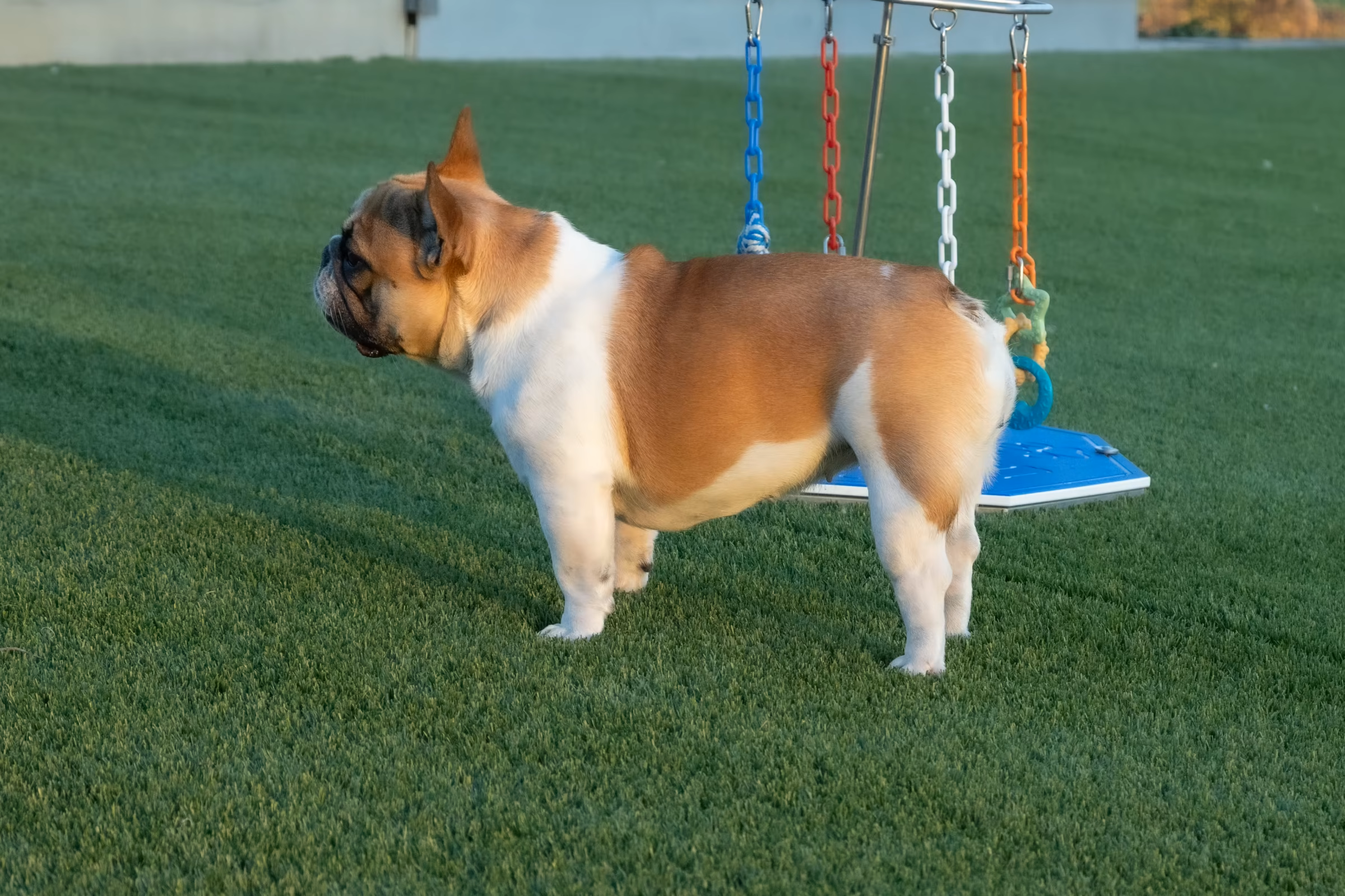 Maybelle at WindShire Kennel
